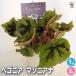 ���s���x�S�j�A �}�\�j�A�i �ϗt�A�� 5��/1���� �C���e���A �I�t�B�X ���r���O ���� �� ���� �� ���S�� ���A�� �v���[���g