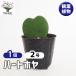  Heart Hoya одиночный цвет декоративное растение 2 номер /1 шт продажа . лист садоводство интерьер интерьер зеленый Sakura Ran воск план to воск цветок оценка 