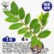  The mi ok LUKA s The mi-fo задний Gold декоративное растение 3 номер /1 шт продажа living офис офисная работа место интерьер большой модный начинающий .....