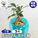 gaju maru стекло горшок декоративное растение 5 номер /1 шт продажа gaju maru. дерево living офис офисная работа место интерьер большой модный 
