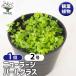  водоросли новый Large pearl-grass декоративное растение 2 номер /1 шт продажа водное растения биотоп аквариум .. место кислород снабжение аквариум качество воды .. интерьер аквариум 