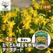  луковица много ... нарцисс te- вертикальный -to цветок луковица 8 лампочка /. сделка 4 шт. комплект луковица. цветок растение в горшке земля .. садоводство 