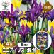  луковица Mini Iris смешивание цветок луковица 8 лампочка /. сделка 4 шт. комплект луковица. цветок растение в горшке земля .. садоводство 