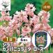  луковица sila- campag nyula-ta rose цветок луковица 6 лампочка /1 шт продажа луковица. цветок растение в горшке земля .. садоводство 