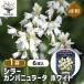  луковица sila- campag nyula-ta белый цветок луковица 6 лампочка /1 шт продажа луковица. цветок растение в горшке земля .. садоводство 