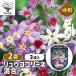  луковица ryuuko колли ne смешивание цветок луковица 3 лампочка /. сделка 2 шт. комплект луковица. цветок растение в горшке земля .. садоводство 