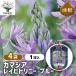  цветок луковица kamasia Ray hitoli колено голубой 1 лампочка /. сделка 4 шт. комплект луковица. цветок растение в горшке земля .. садоводство 