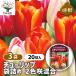  цветок луковица тюльпан пакет .. 2 цвет .. смешивание 20 лампочка /. сделка 3 шт. комплект луковица. цветок растение в горшке земля .. садоводство 