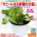 ITANSE lettuce рассада Sunny lettuce красный лист rororosa. большой рассада овощи рассада BN твердость 15cm pot 1 шт удобрение имеется культивирование комплект бесплатная доставка i язык se официальный 