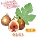 ITANSE �C�`�W�N�c �~�j�C�`�W�N �Z���X�g �ʎ��c 9cm�|�b�g 2�Z�b�g �������� �C�^���Z����
