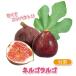 ITANSE �C�`�W�N�c �~�j�C�`�W�N �l���S�����S �ʎ��c 9cm�|�b�g 2�Z�b�g �������� �C�^���Z����