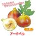 ITANSE �C�`�W�N�c �~�j�C�`�W�N �A�[�`�y�� �ʎ��c 9cm�|�b�g 2�Z�b�g �������� �C�^���Z����