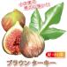 ITANSE �C�`�W�N�c �~�j�C�`�W�N �u���E���^�[�L�[ �ʎ��c 9cm�|�b�g 2�Z�b�g �������� �C�^���Z����