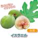 ITANSE �C�`�W�N�c �~�j�C�`�W�N �C�X���G�� �ʎ��c 9cm�|�b�g 2�Z�b�g �������� �C�^���Z����