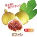 ITANSE �C�`�W�N�c �~�j�C�`�W�N �r�t�@�[�� �ʎ��c 9cm�|�b�g 2�Z�b�g �������� �C�^���Z����
