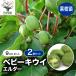 ITANSE �T���i�V�c �x�r�[�L�E�C �G���_�[ �ʎ��c 9cm�|�b�g 2�Z�b�g �������� �C�^���Z����