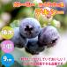 ITANSE �u���[�x���[ �f�L�V�[(�n�C�u�b�V���n) �ʎ��c �}���ؕc 9cm�|�b�g 1�� �������� �C�^���Z����