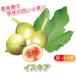 ITANSE �C�`�W�N�c �~�j�C�`�W�N �C�X�L�A �ʎ��c 9cm�|�b�g 2�Z�b�g �������� �C�^���Z����