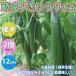 ITANSE огурец рассада . становится огурец большой рассада овощи рассада контактный дерево рассада 12cm pot 2 шт бесплатная доставка i язык se официальный 