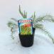 ITANSE �A�X�p���K�X�̕c �΃A�X�p���K�X ��ؕc 9cm�|�b�g 3�Z�b�g �������� �A�X�p���K�X�c �A�X�p���K�X �c �C�^���Z���� �֘A�摜3