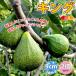 ITANSE �C�`�W�N�c �C�`�W�N �L���O �ʎ��c 9cm�|�b�g 2�Z�b�g �������� �C�^���Z����