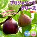 ITANSE �C�`�W�N�c �~�j�C�`�W�N �u���W���\�b�g�O���[�X �ʎ��c 9cm�|�b�g 2�Z�b�g �������� �C�^���Z����