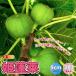 ITANSE �C�`�W�N�c �~�j�C�`�W�N �P�H��(�Ђ߂ق��炢) �ʎ��c 9cm�|�b�g 2�Z�b�g �������� �C�^���Z����