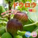 ITANSE �C�`�W�N�c �~�j�C�`�W�N �h�E���E �ʎ��c 9cm�|�b�g 2�Z�b�g �������� �C�^���Z����