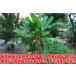 ITANSE �o�i�i�c �A�P�r�o�i�i(�ϊ����o�i�i) �ʎ��c 10.5cm�|�b�g 1�� �������s���N�̉ԂƎ��̃o�i�i �������� �C�^���Z���� �֘A�摜5