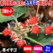 ITANSE �~�(�ӂ䂢����) �ʎ��c 1�N���}���ؕc 9cm�|�b�g 2�Z�b�g �~���}�t���C�`�S �������� �C�^���Z����