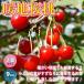 ITANSE �������ڕc �g�n����(���񂿂����Ƃ�) 9cm 2�Z�b�g �ʎ��c �T�N�����{�c �`�F���[�c ���o�� �������� �C�^���Z����