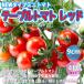 ITANSE мини помидоры. рассада стол помидор красный овощи рассада собственный корень рассада 9cm pot 4 шт. комплект фигурная скобка не необходимо много .. красный реальный бесплатная доставка мини помидоры рассада i язык se официальный 