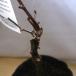 ITANSE �Ԃǂ��c ����̕c�� �ʎ��c 2�N�� �c 15�`18cm�|�b�g ��c 1�� �u�h�E�c �����c �����c �u�h�E�̉��l �������� �C�^���Z���� �֘A�摜4