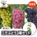 ITANSE �Ԃǂ��c �s�I�[�l�̕c�� �ʎ��c 1�`2�N�� �}���ؕc 12�`15cm�|�b�g ��c 1�� �u�h�E�c �s�I�[�l�c �����c �������� �C�^���Z����