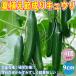 ITANSE огурец рассада лето ..... огурец овощи рассада собственный корень рассада 9cm pot 4 шт. комплект бесплатная доставка i язык se официальный 