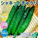 ITANSE огурец рассада автомобиль комплект огурец большой рассада овощи рассада контактный дерево рассада 12cm pot 2 шт бесплатная доставка i язык se официальный 