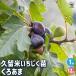 �C�`�W�N�̕c�� �v���� ���날�� �ʎ��̕c 12cm�|�b�g�c 1���� �ʎ� �ʕ� �͔| � ���| �K�[�f�j���O �������� �C�^���Z����