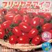 ITANSE мини помидоры. рассада Princess Aiko высота сахар раз *..... овощи рассада собственный корень рассада 10.5cm pot 8 шт. комплект бесплатная доставка мини помидоры рассада i язык se официальный 