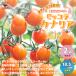 ITANSE мини помидоры. рассада высшее .pikola kana задний . толщина .... еда чувство! овощи рассада собственный корень рассада 10.5cm pot 2 шт. комплект бесплатная доставка мини помидоры рассада i язык se официальный 