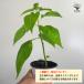 ITANSE �Ƃ����炵�̕c ���꓇�Ƃ����炵 ��؂̕c �����c 10.5cm�|�b�g 2�Z�b�g �l�C �������� ���h�q �Ƃ����炵 �g�E�K���V �c �C�^���Z���� �֘A�摜2