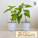 ITANSE �Ƃ����炵�̕c ���꓇�Ƃ����炵 ��؂̕c �����c 10.5cm�|�b�g 2�Z�b�g �l�C �������� ���h�q �Ƃ����炵 �g�E�K���V �c �C�^���Z���� �֘A�摜3