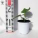 ITANSE �L���E���̕c ���[���ƂƂ��L���E�� ��؂̕c �����c 10.5cm�|�b�g 2�Z�b�g �l�C �������� ���イ�� �ӉZ �L���E�� �c �C�^���Z���� �֘A�摜1