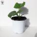 ITANSE �L���E���̕c ���[���ƂƂ��L���E�� ��؂̕c �����c 10.5cm�|�b�g 2�Z�b�g �l�C �������� ���イ�� �ӉZ �L���E�� �c �C�^���Z���� �֘A�摜2