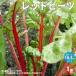 ITANSE красный Be tsu. рассада овощи. рассада 10.5cm pot 1 шт продажа популярный огород простой культивирование .. бесплатная доставка i язык se официальный 