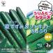 ITANSE.. крышка . серии лето ...( огурец )& автомобиль комплект огурец овощи. рассада контактный дерево рассада 10.5cm pot . сделка 2 шт. комплект бесплатная доставка i язык se официальный 