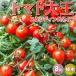 ITANSE мини помидоры. рассада помидор великий Stan DIN g(...) модель контактный дерево рассада овощи. рассада 9cm pot . сделка 8 шт. комплект популярный огород бесплатная доставка i язык se официальный 