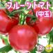 ITANSE помидор. рассада фрукты помидор ( средний шар ) контактный дерево рассада овощи. рассада 9cm pot . сделка 12 шт. комплект популярный огород простой культивирование бесплатная доставка i язык se официальный 