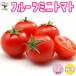 ITANSE мини помидоры. рассада фрукты мини помидоры контактный дерево рассада овощи. рассада 9cm pot . сделка 12 шт. комплект популярный огород простой культивирование бесплатная доставка i язык se официальный 