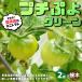 ITANSE мини помидоры. рассада маленький .. зеленый контактный дерево рассада овощи. рассада 9cm pot . сделка 2 шт. комплект популярный огород простой культивирование бесплатная доставка i язык se официальный 