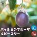ITANSE �p�b�V�����t���[�c ���r�[�X�^�[ �ʎ��̕c 9cm�|�b�g/1���� �ʎ��c �ʎ��̕c �p�b�V�����t���[�c�̕c �p�b�V�����t���[�c �ʎ� �ʕ� �C�^���Z����